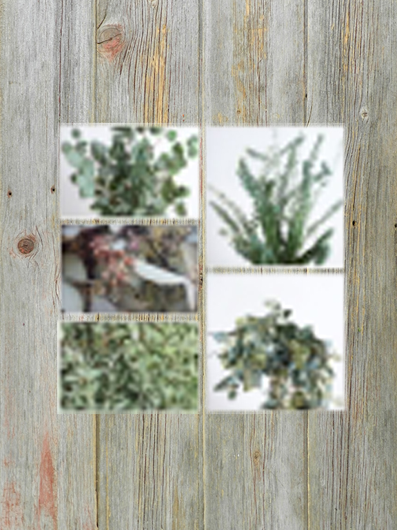 EUCALYPTUS ASSORTED VARIETIES COMBO BOX